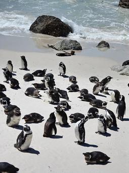 ペンギン ペンギン,ぺんぎん,野生の写真素材