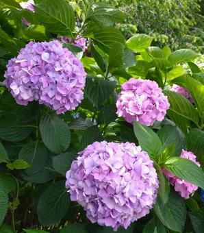 紫陽花まつり2025 紫陽花まつり2025の写真