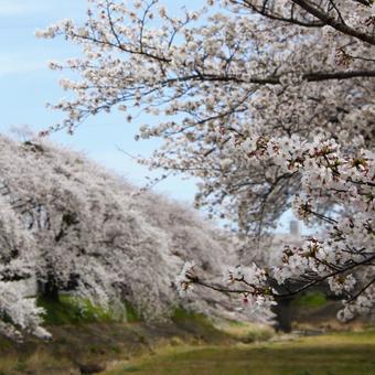 河川敷を彩るサクラ。 河川敷を彩るサクラ。の写真