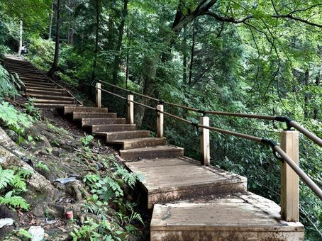 夏の高尾山　四号路　ハイキングコース 夏,高尾山,四号路の写真素材