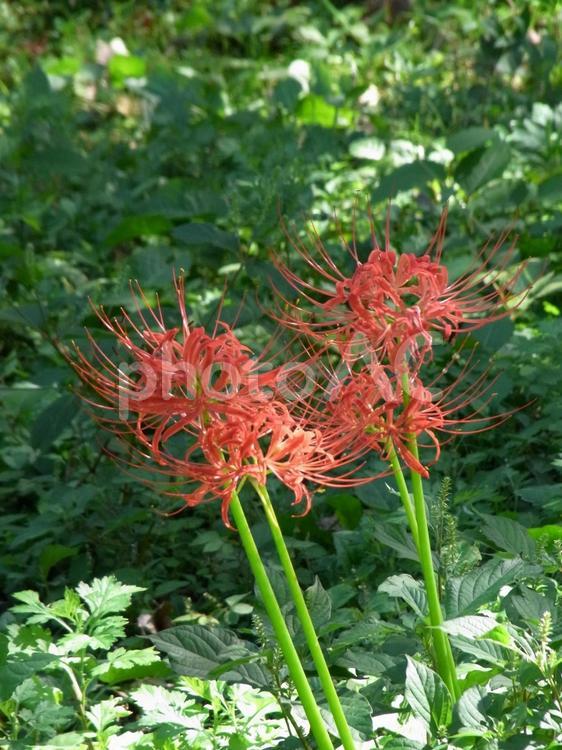 郊外の植え込みに咲き始めたヒガンバナ ヒガンバナ,花,植物の写真素材