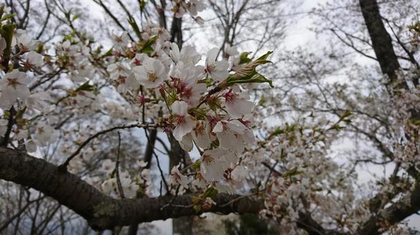 桜 桜の写真