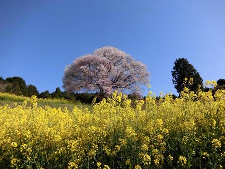 佐賀 武雄 馬場の山桜 遠景2 佐賀 武雄 馬場の山桜 遠景2 桜,山桜,菜の花の写真素材