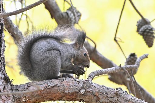 リス エゾリス,哺乳類,野生の写真素材