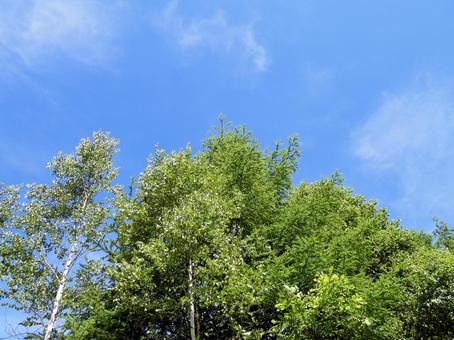 青空と緑の写真