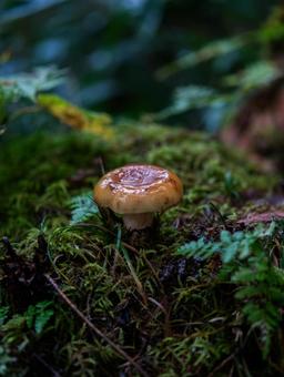 キノコ キノコ キノコ,苔,ハイキングの写真素材