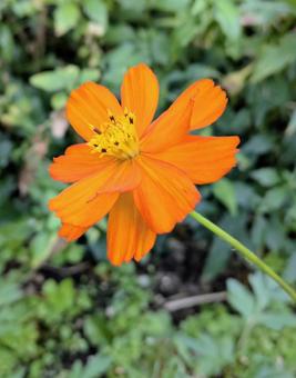 キバナコスモス キバナコスモス 花,植物,花素材の写真素材