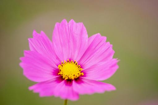 コスモスの花 コスモスの花 コスモス,コスモス畑,花の写真素材
