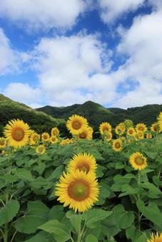 ひまわり畑 ひまわり畑 向日葵,ひまわり畑,ひまわりの写真素材
