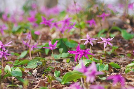 カタクリの花 カタクリ,春,植物の写真素材
