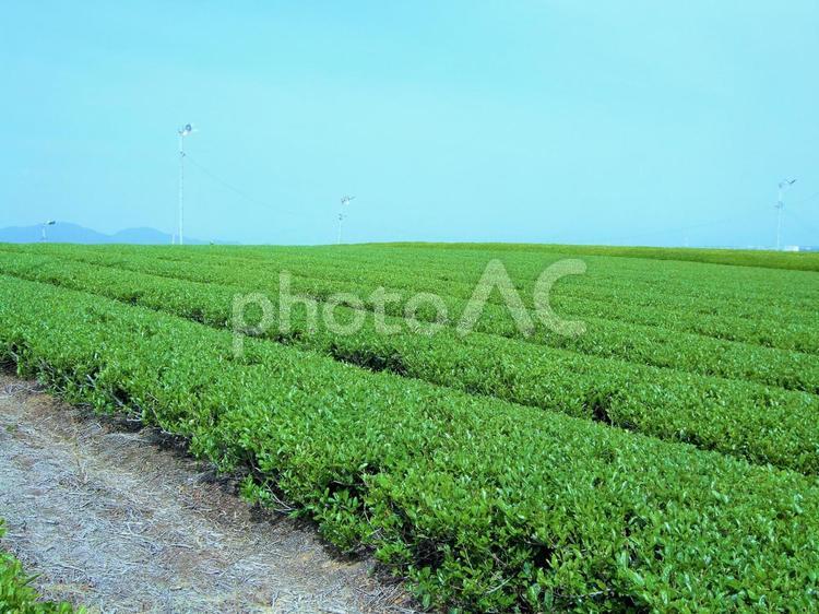 一面の新茶　茶畑 新茶,茶,新芽の写真素材