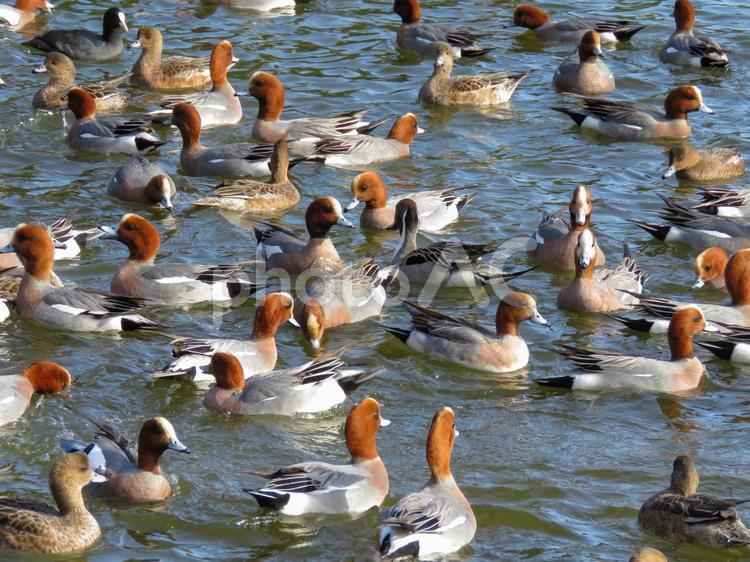 池に群がるヒドリガモ ヒドリガモ,緋鳥鴨,ひどりがもの写真素材