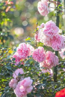 ピンクの薔薇 ピンクの薔薇の写真