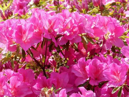 [Flower photo] Azalea flowers, JPG
