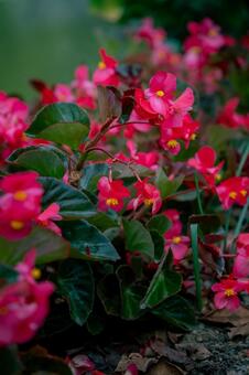 赤いベゴニアの花 ベゴニア,赤い,花の写真素材