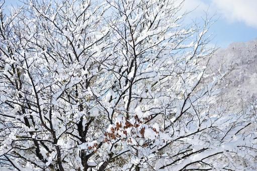 雪と木々 雪,冬,木の写真素材