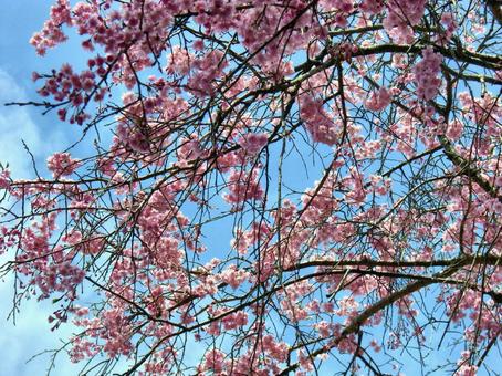 清水公園の桜-50 清水公園の桜-50 清水公園,千葉県野田市,桜の木の写真素材