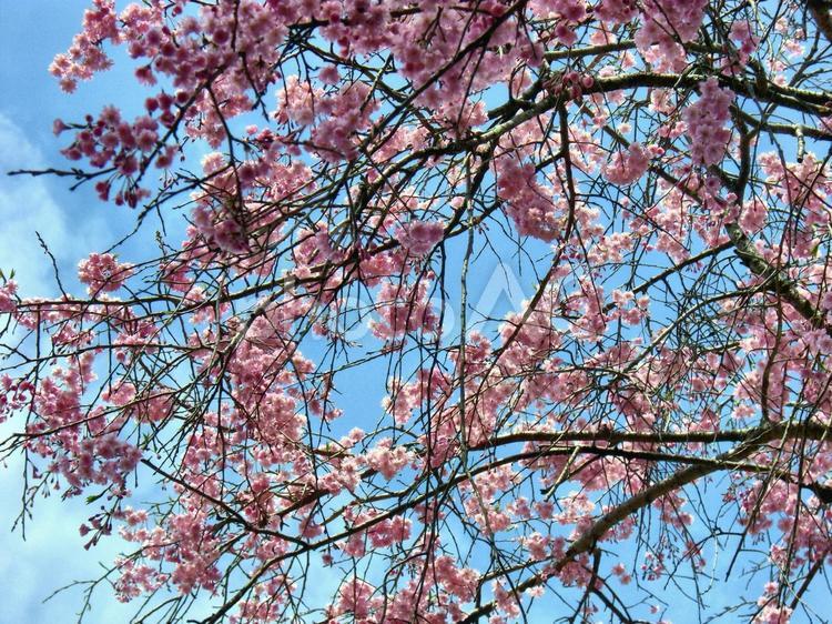 清水公園の桜-50 清水公園,千葉県野田市,桜の木の写真素材