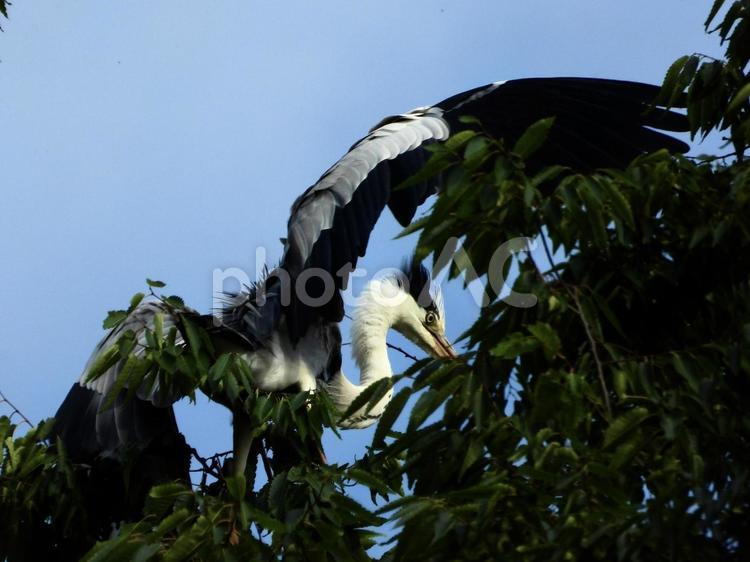 高い木の上で羽ばたくアオサギの幼鳥 鳥,野鳥,アオサギの写真素材