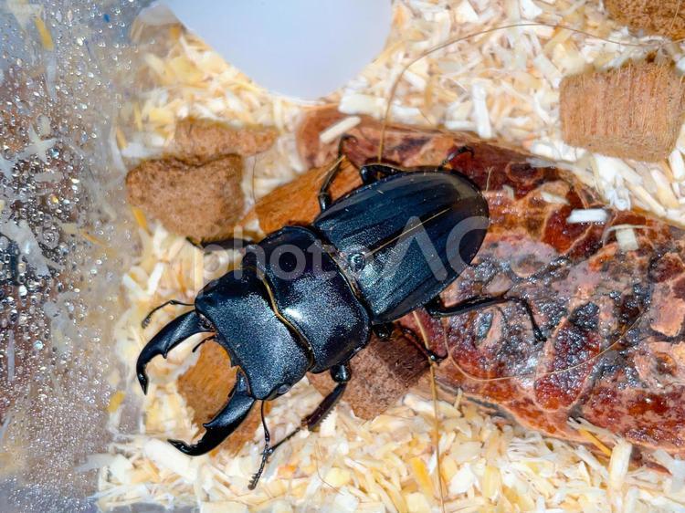 飼育中のスジブトヒラタクワガタのオス クワガタ,昆虫,クワガタムシの写真素材