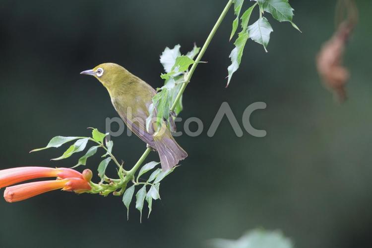 公園の野鳥(メジロ) 生き物,野鳥,メジロの写真素材