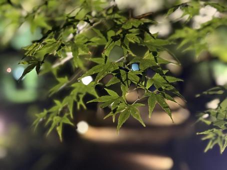 夜の青紅葉 紅葉,青紅葉,夜の写真素材