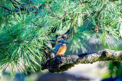 枝にとまるカワセミの写真