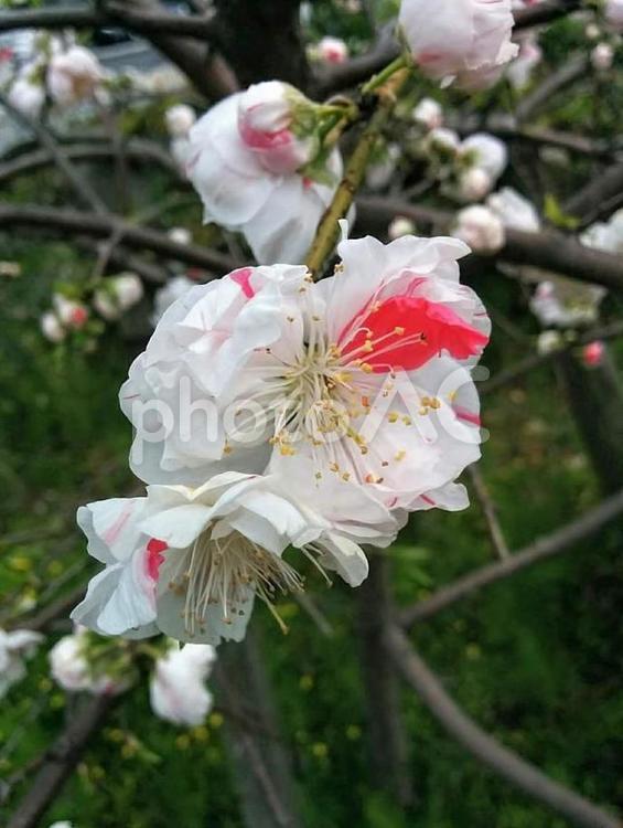 桃15　天下無敵　Peachblossoms 桃の花,モモの花,ももの花の写真素材