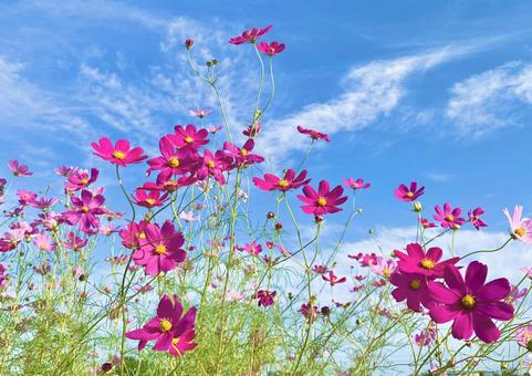 青空とコスモス3 青空とコスモス3 コスモス,秋桜,紅色の写真素材
