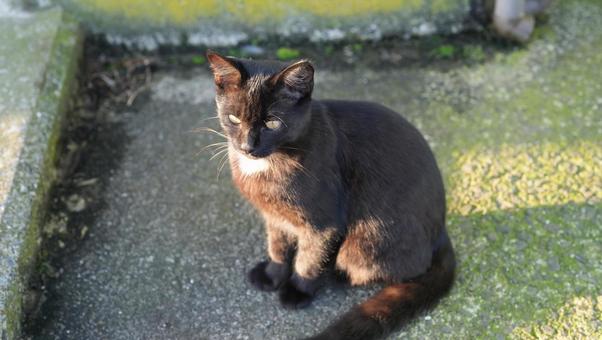 朝日を浴びる黒猫 朝日を浴びる黒猫の写真