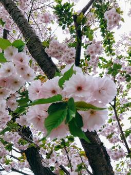 桜 桜の写真