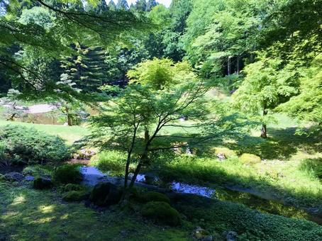 森の中を流れる小川 森の中を流れる小川 森,森林,自然の写真素材