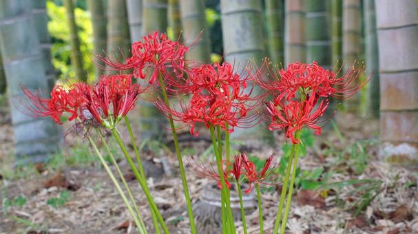 彼岸花-166 彼岸花-166 ヒガンバナ,マンジュシャゲ,赤の写真素材