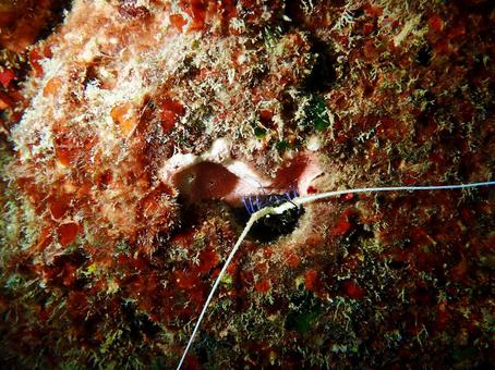 ゴシキエビ 海,熱帯魚,沖縄の写真素材