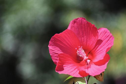 希少な?赤いタイタンビカス 希少な?赤いタイタンビカス タイタンビカス,赤,植物の写真素材