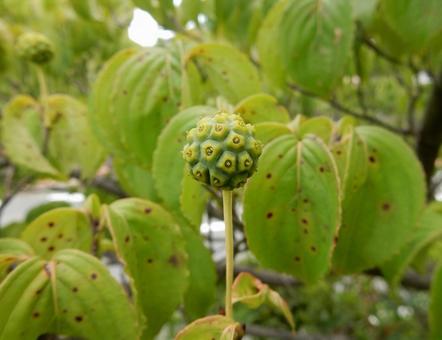 【花の写真】ヤマボウシの実 【花の写真】ヤマボウシの実 ヤマボウシ,山法師,実の写真素材