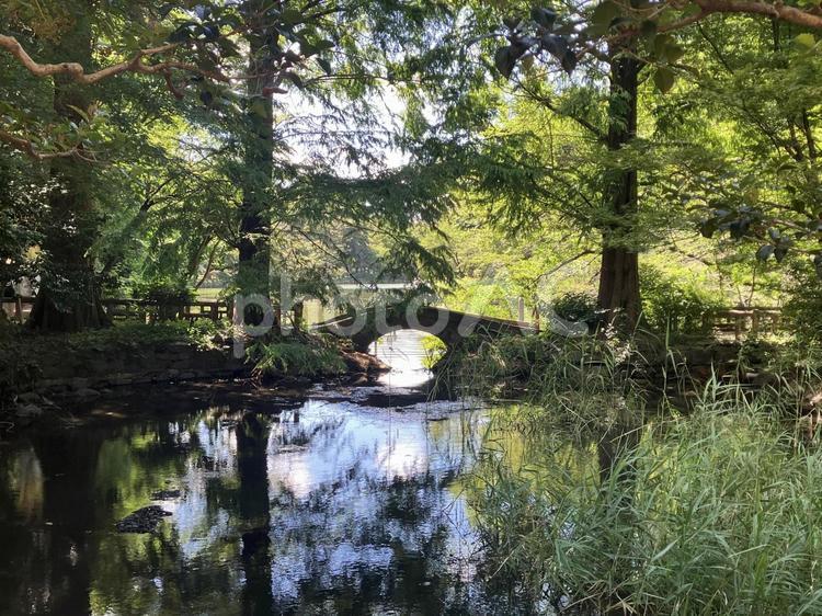 夏の井の頭公園風景 井の頭公園,公園,パークの写真素材