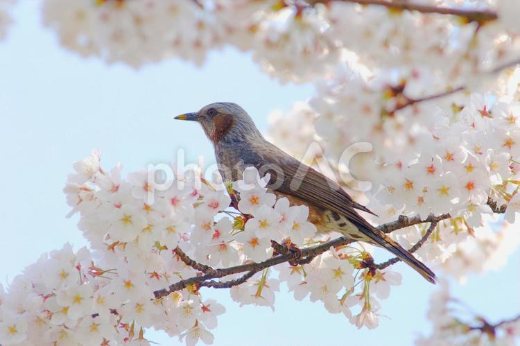 春の満開の桜と鳥 サクラ,桜,ソメイヨシノの写真素材