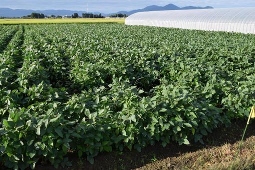 ダイズ畑 ダイズ畑,大豆畑,大豆の写真素材