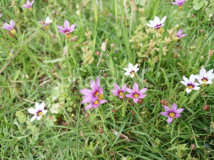 御花の妖精にこんにちわ ピンク,白,草の写真素材