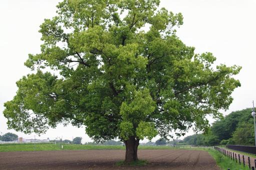 大木 巨木,景観,屋外の写真素材