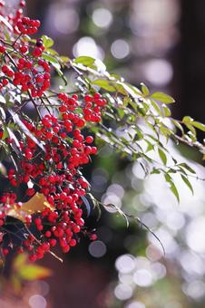 Red nandina berries, JPG Red nandina berries, JPG