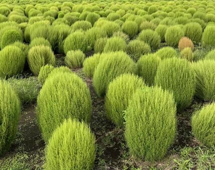 コキア畑 コキア畑の写真