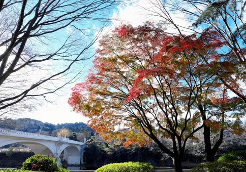  広瀬川に架かる大橋を背景にした紅葉 紅葉,広瀬川,橋の写真素材
