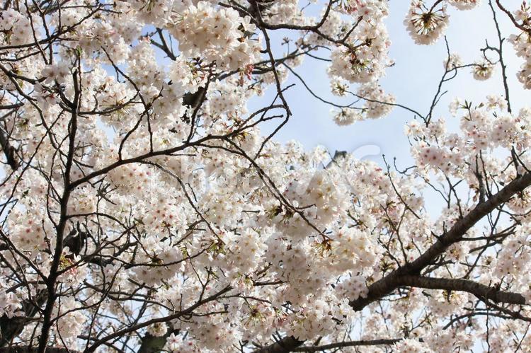 春　散歩道の満開の桜 桜,花,春の写真素材