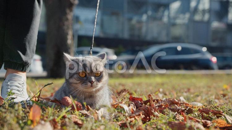 遠くを見ている猫と足元 猫,ペット,動物の写真素材