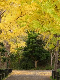 三ツ池公園のイチョウ 三ツ池公園,イチョウ,銀杏の写真素材