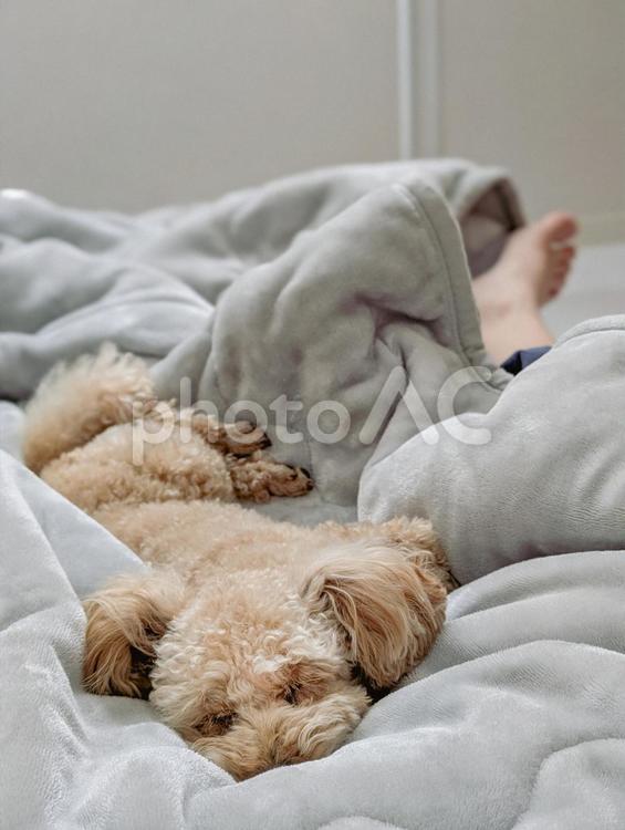 飼い主と昼寝するトイプードル 犬,トイプードル,プードルの写真素材