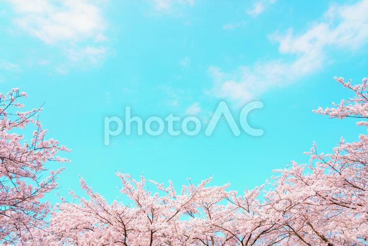 春のイメージ 桜,さくら,サクラの写真素材