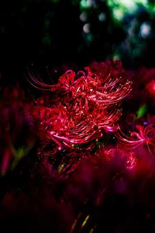 曼珠沙華の写真